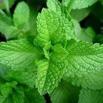 640px-Mint-leaves-2007