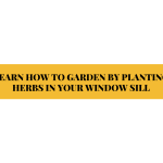 LEARN HOW TO GARDEN BY PLANTING HERBS IN