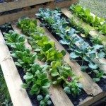 Pallet-garden