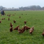 free range chicken farm