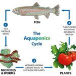 20131003142909-NEW.Aquaponics-Icon