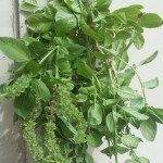 basil, homestead, harvest