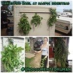 Harvesting Basil