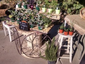 Desert Gardeners Market