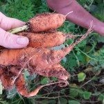 Magpoc Homestead Carrots