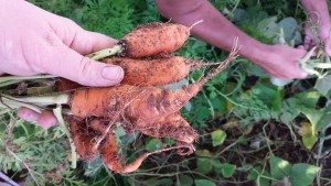 Magpoc Homestead Carrots