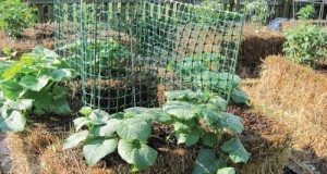 hay bale garden