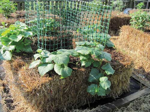 hay bale garden