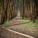 land-art-andy-goldsworthy-11