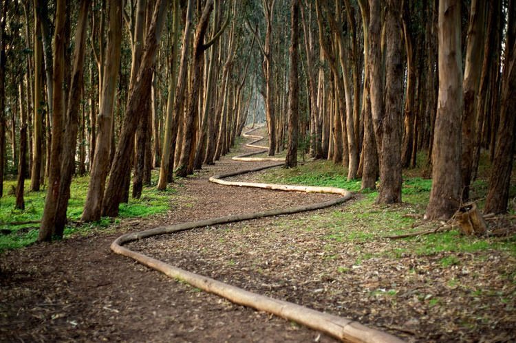 land-art-andy-goldsworthy-11