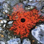 land-art-andy-goldsworthy-15