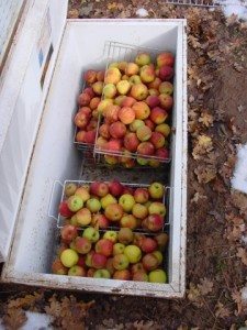 root cellar 4