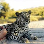 real-life-mowgli-tippi-degre-african-wildlife-2