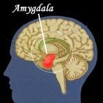 amagdylea