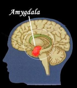 amagdylea