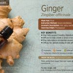 ginger esential oil doterra