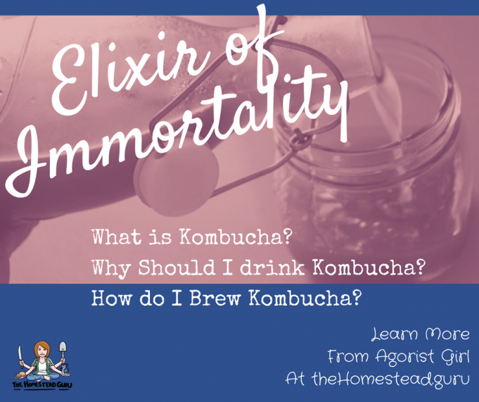 how to brew kombucha