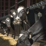 Holsteins feeding at Wisonsin dairy farm.