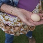 chicken apron eggs