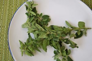 oregano herbal treatment oregano essential oil