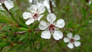 tea tree herbal treatment tea tree essential oil