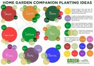 companion planting