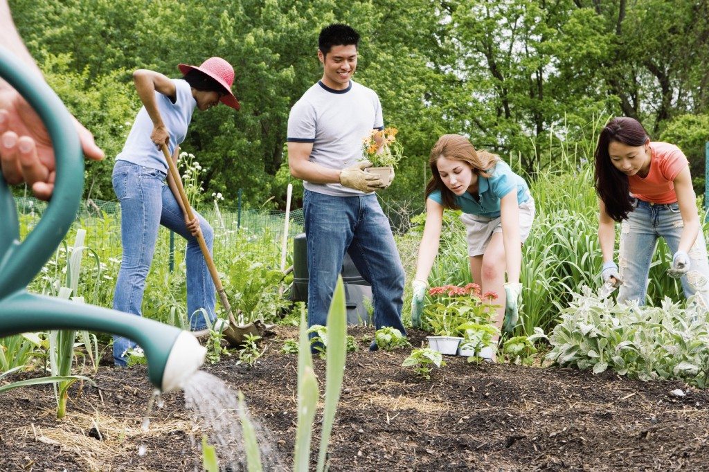 commuity garden