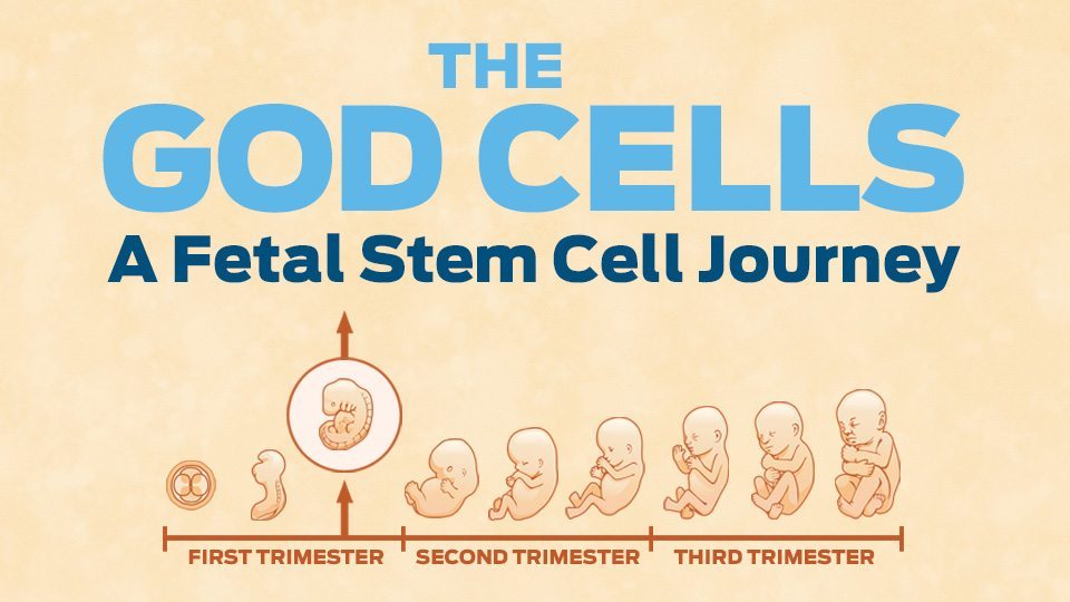 The God Cells is a film about fetal stem cells