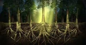 plants communicate mycelium