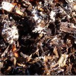 mycelium wood chips