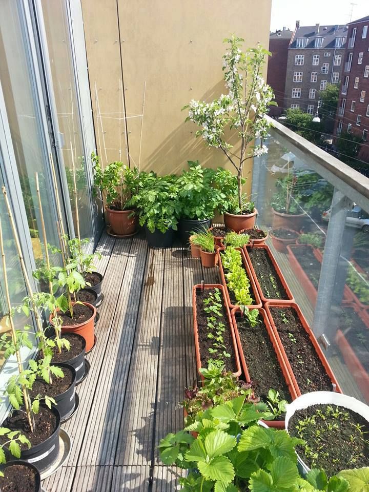 patio garden