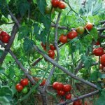 vegetables to grow in patio pots