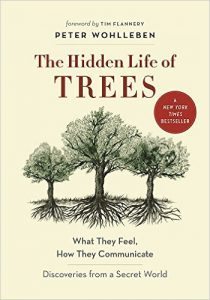 trees sleep and communicate!