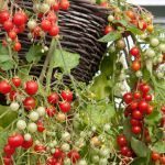 tomato hanging garden