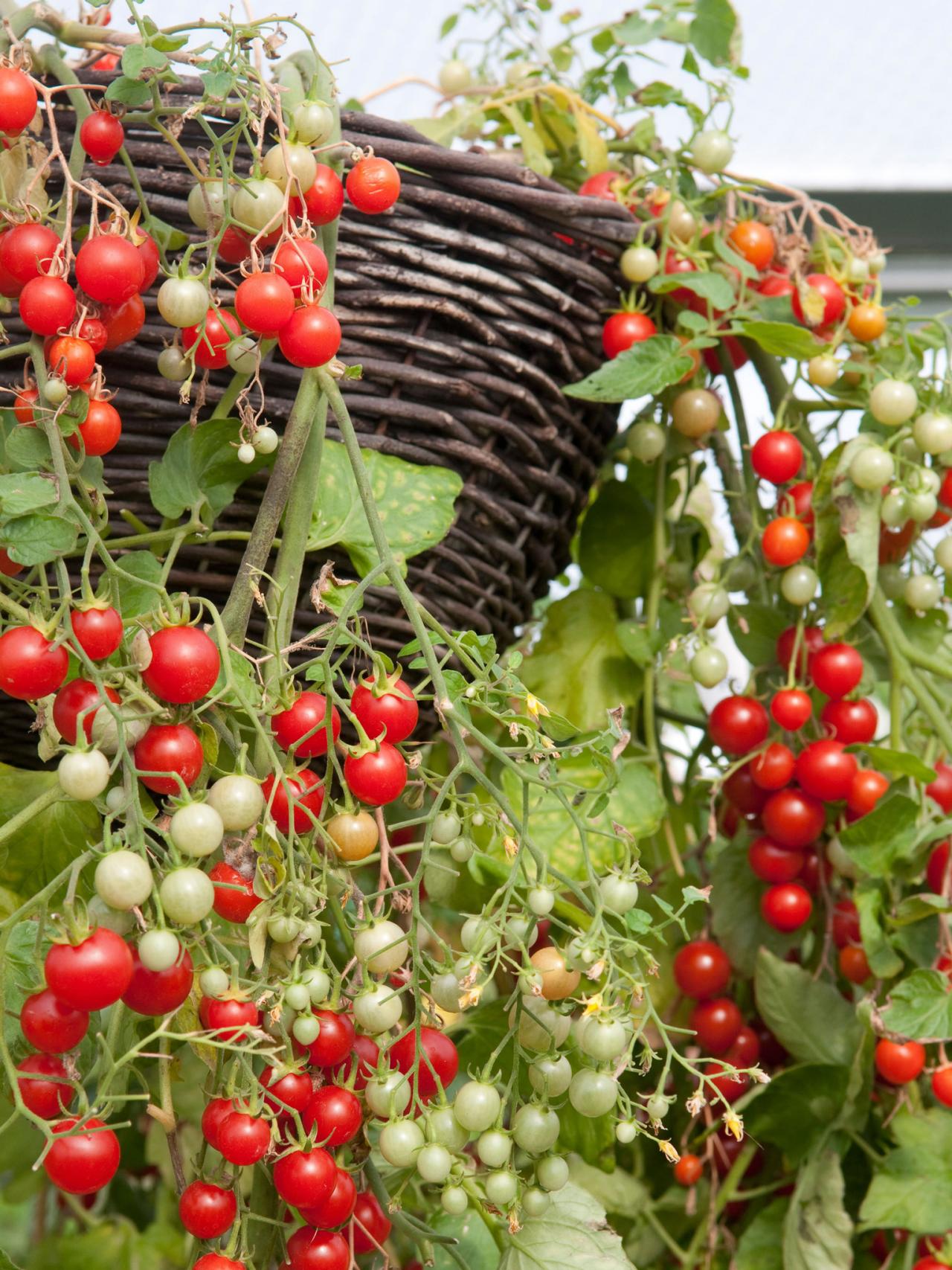 tomato hanging garden