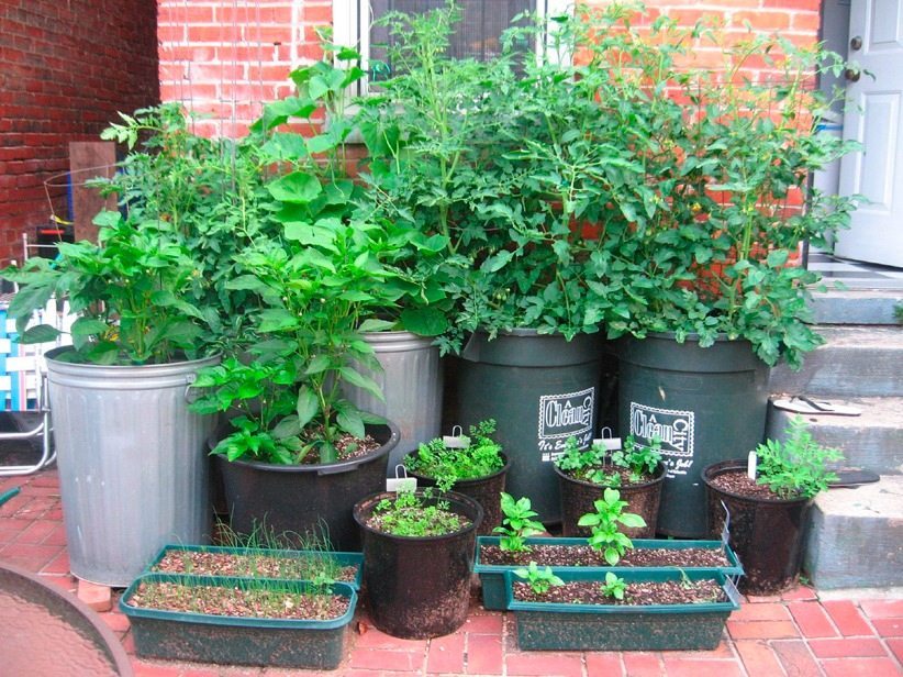 vegetables to grow in patio pots