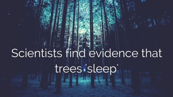 trees sleep