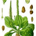 608px-Illustration_Plantago_major0_clean