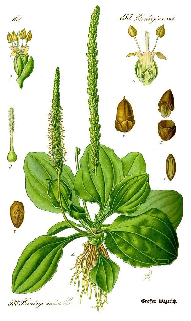 608px-Illustration_Plantago_major0_clean