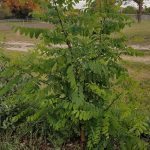 black locust nitrogen fixer