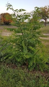 black locust nitrogen fixer