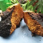 chaga