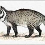 civet catr