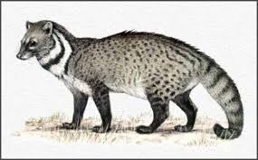 civet catr