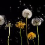 dandelion-761104_1280