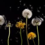 dandelion-761104_640