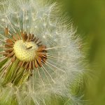 dandelion-797997_640