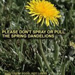 dandelion meme