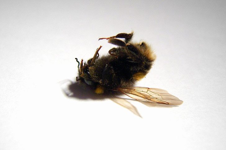 pesticides tap water bees neonictinoids