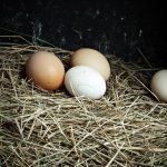 eggs-508049__340